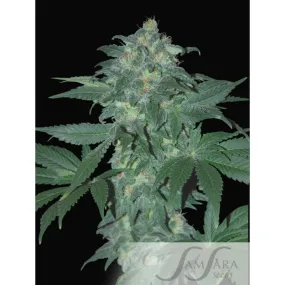 Ultraviolet Feminized Autoflowering 5 Seeds - Premium Quality